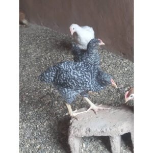 Poulet Goliath