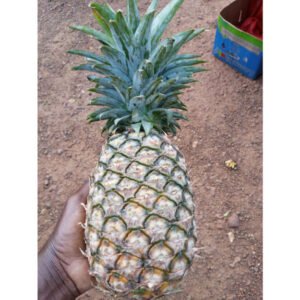 Ananas