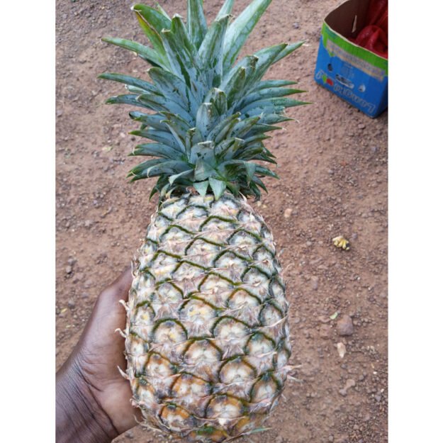 Ananas