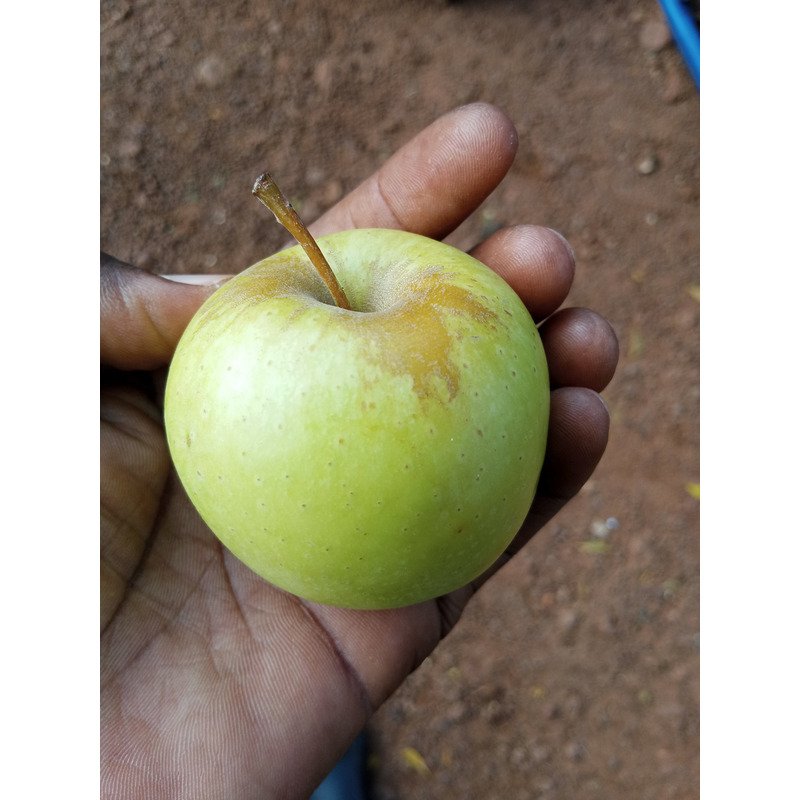 Pomme verte